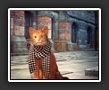 A Street Cat in London
