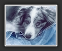 Puppy Dog Eyes