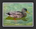 Single Duck
