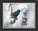 Starling Meets Snowflakes