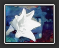 White Flower